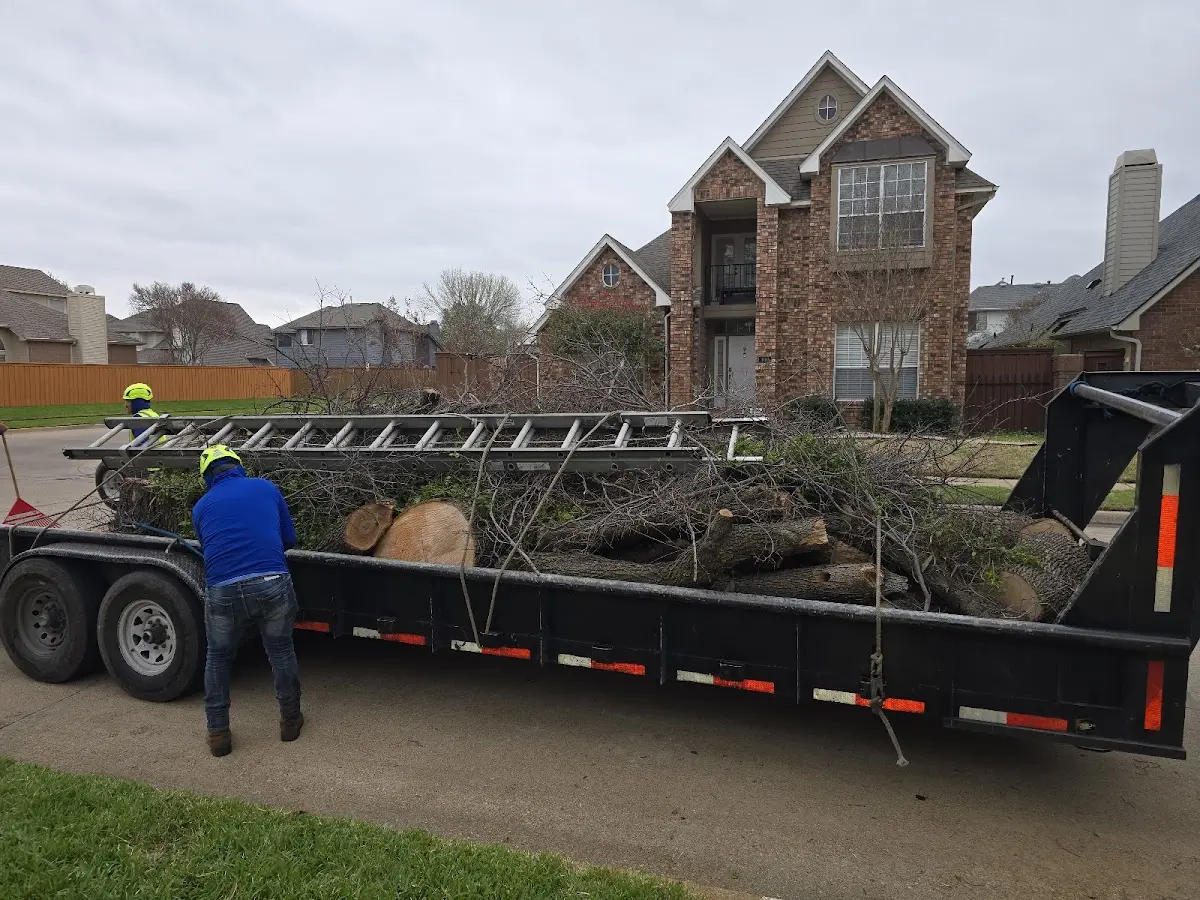 Expert Tree Removal with proper safety equipment in Tonalea